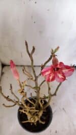 Planta Simples 2923 – 35cm – 03 anos - Imagem 4