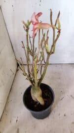 Planta Simples 2923 – 35cm – 03 anos - Imagem 7