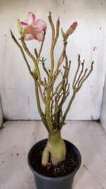 Planta Simples 2923 – 35cm – 03 anos - Imagem 6