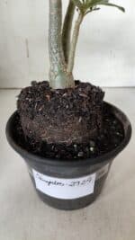 Planta Simples 2924 – 30cm – 02 anos - Imagem 5