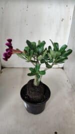 Planta Simples 2924 – 30cm – 02 anos - Imagem 6