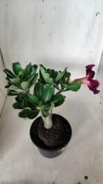 Planta Simples 2924 – 30cm – 02 anos - Imagem 7