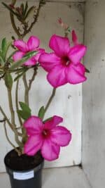 Planta Simples 2928 – 60cm – 04 anos - Imagem 2