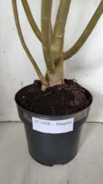 Planta Simples 2928 – 60cm – 04 anos - Imagem 9