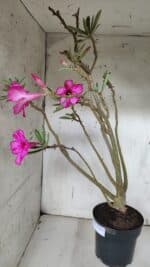 Planta Simples 2928 – 60cm – 04 anos - Imagem 8