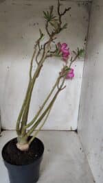 Planta Simples 2928 – 60cm – 04 anos - Imagem 7