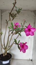 Planta Simples 2928 – 60cm – 04 anos - Imagem 5