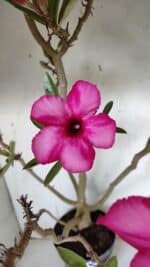 Planta Simples 2928 – 60cm – 04 anos - Imagem 4