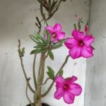 Planta Simples 2928 – 60cm – 04 anos