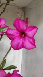 Planta Simples 2928 – 60cm – 04 anos - Imagem 3