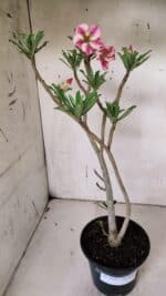 Planta Simples 2929 – 35cm – 03 anos - Imagem 2