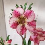 Planta Simples 2929 – 35cm – 03 anos