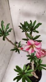 Planta Simples 2929 – 35cm – 03 anos - Imagem 4