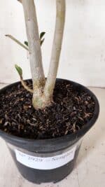 Planta Simples 2929 – 35cm – 03 anos - Imagem 8