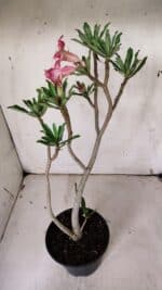 Planta Simples 2929 – 35cm – 03 anos - Imagem 7