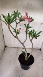 Planta Simples 2929 – 35cm – 03 anos - Imagem 6