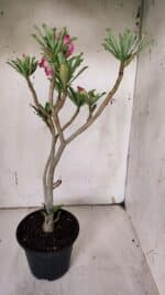 Planta Simples 2929 – 35cm – 03 anos - Imagem 5