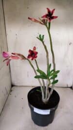 Planta Simples 2930 – 40cm – 03 anos - Imagem 2