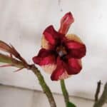 Planta Simples 2930 – 40cm – 03 anos