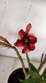 Planta Simples 2930 – 40cm – 03 anos