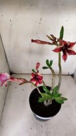 Planta Simples 2930 – 40cm – 03 anos - Imagem 4