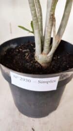 Planta Simples 2930 – 40cm – 03 anos - Imagem 7