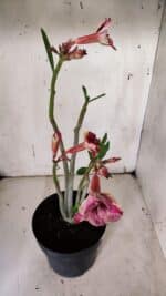 Planta Simples 2930 – 40cm – 03 anos - Imagem 5