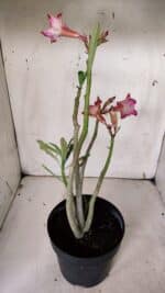 Planta Simples 2930 – 40cm – 03 anos - Imagem 6