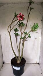 Planta Simples 2931 – 45cm – 03 anos - Imagem 2