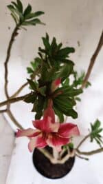 Planta Simples 2931 – 45cm – 03 anos - Imagem 5