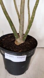 Planta Simples 2931 – 45cm – 03 anos - Imagem 8