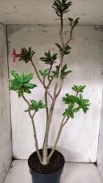 Planta Simples 2931 – 45cm – 03 anos - Imagem 7