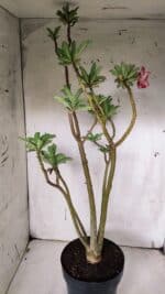 Planta Simples 2931 – 45cm – 03 anos - Imagem 6