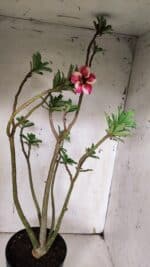 Planta Simples 2931 – 45cm – 03 anos - Imagem 4