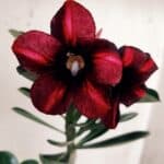 Planta Simples 2933 – 35cm – 03 anos