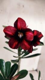 Planta Simples 2933 – 35cm – 03 anos