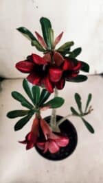 Planta Simples 2933 – 35cm – 03 anos - Imagem 4