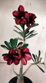 Planta Simples 2933 – 35cm – 03 anos - Imagem 5