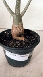 Planta Simples 2933 – 35cm – 03 anos - Imagem 9