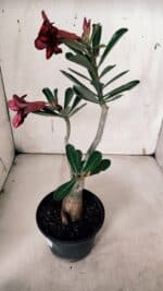 Planta Simples 2933 – 35cm – 03 anos - Imagem 8