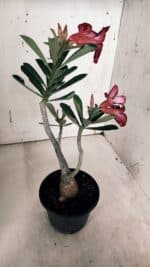 Planta Simples 2933 – 35cm – 03 anos - Imagem 7