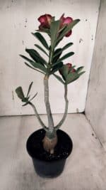 Planta Simples 2933 – 35cm – 03 anos - Imagem 6