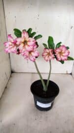 Planta Simples 2934 – 30cm – 02 anos - Imagem 2