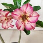 Planta Simples 2934 – 30cm – 02 anos