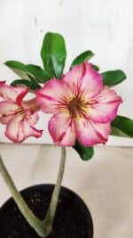 Planta Simples 2934 – 30cm – 02 anos