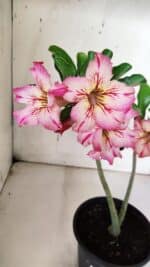 Planta Simples 2934 – 30cm – 02 anos - Imagem 4