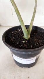 Planta Simples 2934 – 30cm – 02 anos - Imagem 8