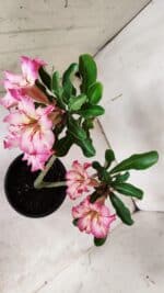 Planta Simples 2934 – 30cm – 02 anos - Imagem 5