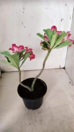 Planta Simples 2934 – 30cm – 02 anos - Imagem 7