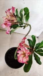 Planta Simples 2934 – 30cm – 02 anos - Imagem 6